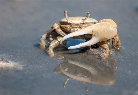 catching fiddler crabs for bait.